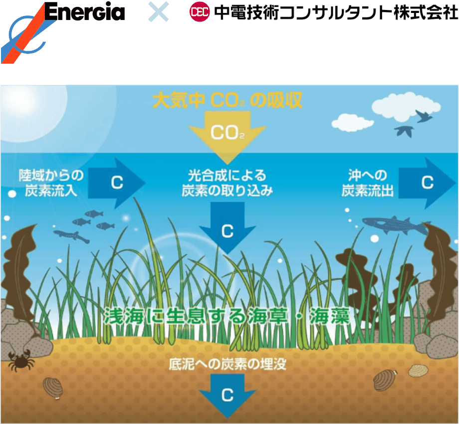 ブルーカーボン